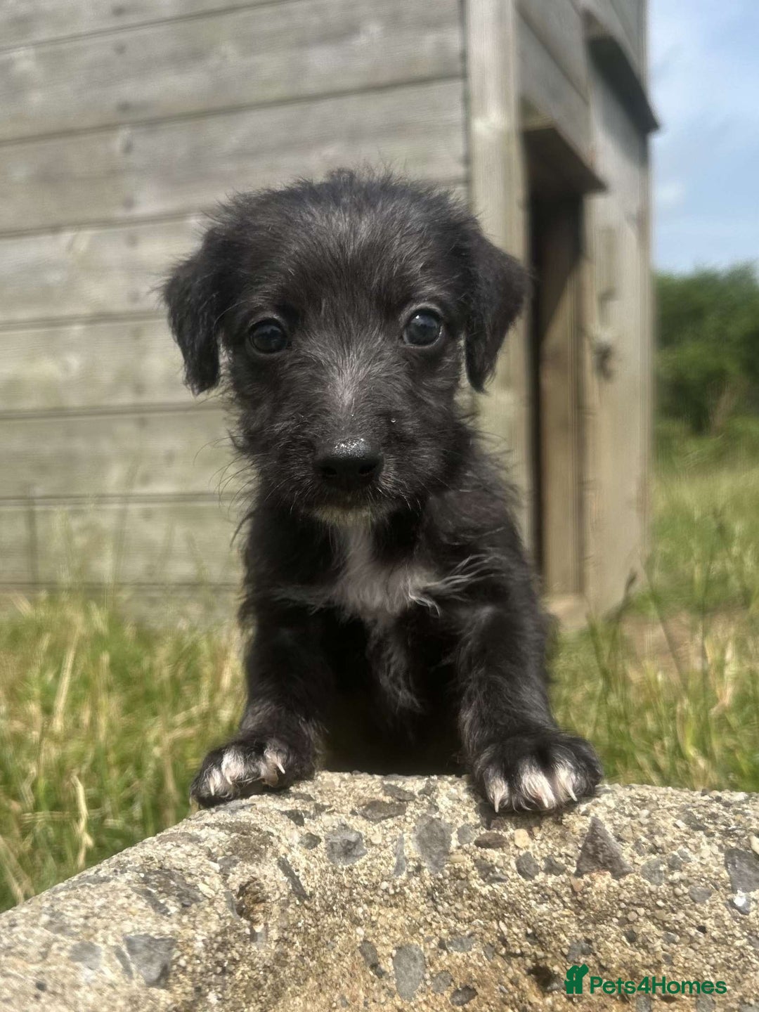 Mixed Breed dogs for sale: Stunning Bedlington x whippet puppies  - Image 19