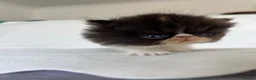 Persian cats for sale: GCCF Registered Persian Kittens - Advert 2