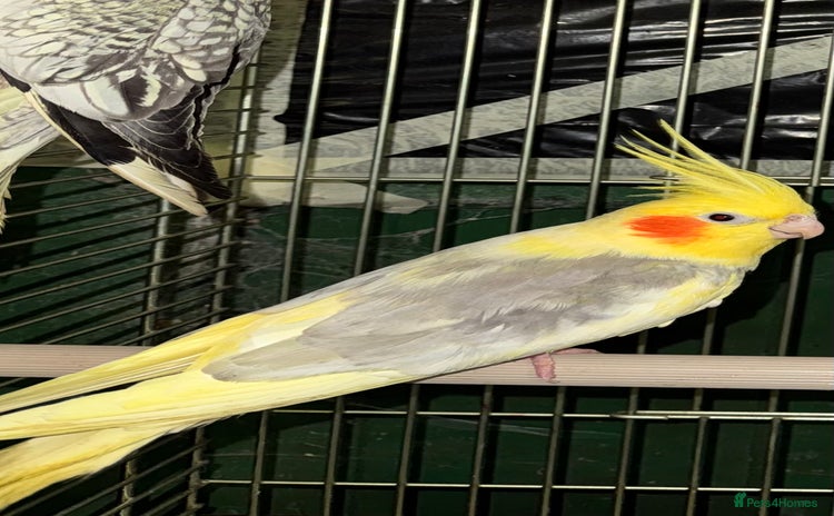 Cockatiels birds STUNNING YELLOW PIED COCKATIEL - Advert 1