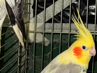 Cockatiels birds STUNNING YELLOW PIED COCKATIEL - Advert 3