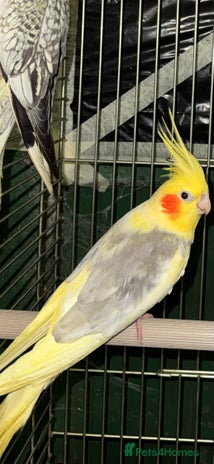 Cockatiels birds STUNNING YELLOW PIED COCKATIEL - Advert 1
