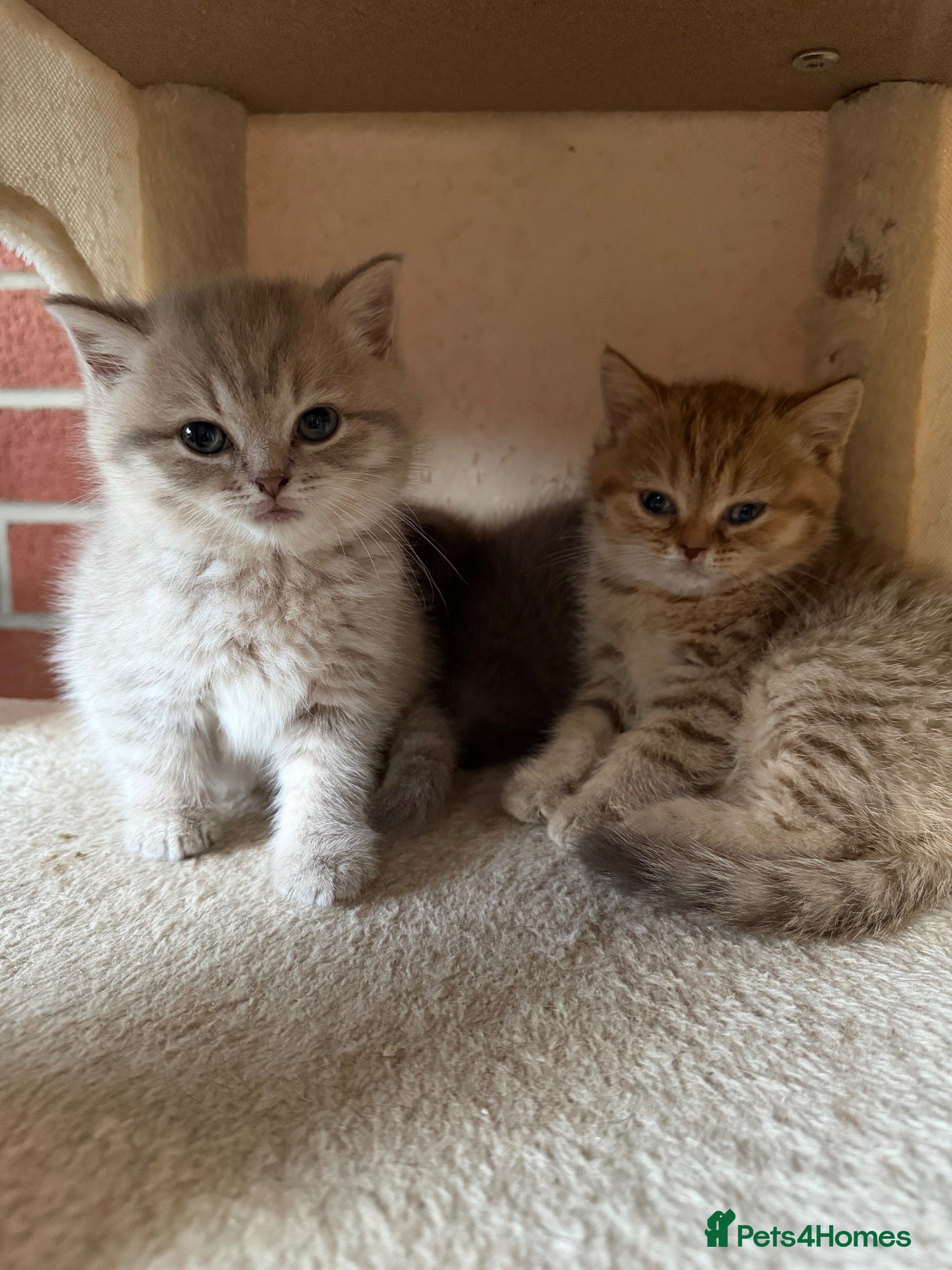 Scottish Fold cats Exceptional litter of Scottish fold/ straight😍😍 - Advert 1