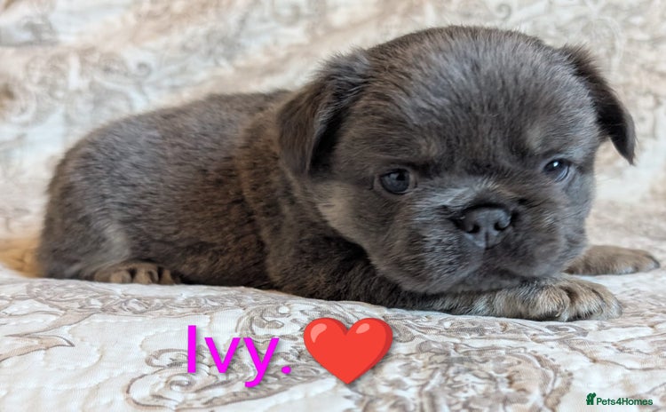 French Bulldog dogs - Advert 3