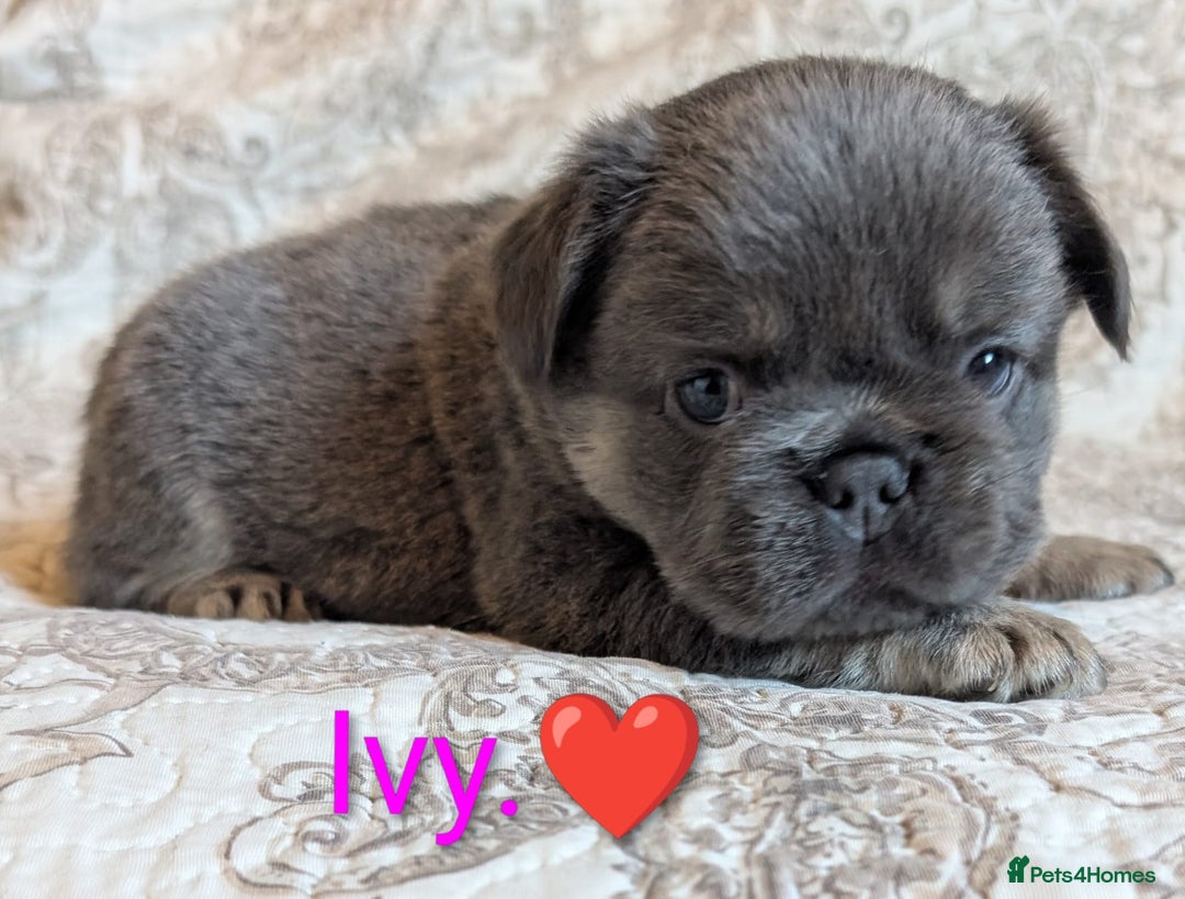 French Bulldog dogs for sale: Frenchie puppies  - Advert 1