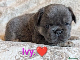 French Bulldog dogs Frenchie puppies - Advert 14