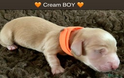 Miniature Dachshund dogs for sale: ⭐️CREAM LONG HAIRED KC/PRA CLR MINI DACHSHUNDS⭐️ - Image 10