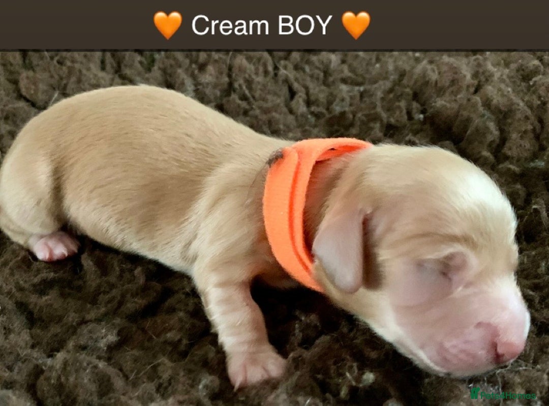 Miniature Dachshund dogs for sale: ⭐️CREAM LONG HAIRED KC/PRA CLR MINI DACHSHUNDS⭐️ - Image 10