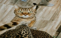 Bengal cats for sale: Bengal  - Image 7