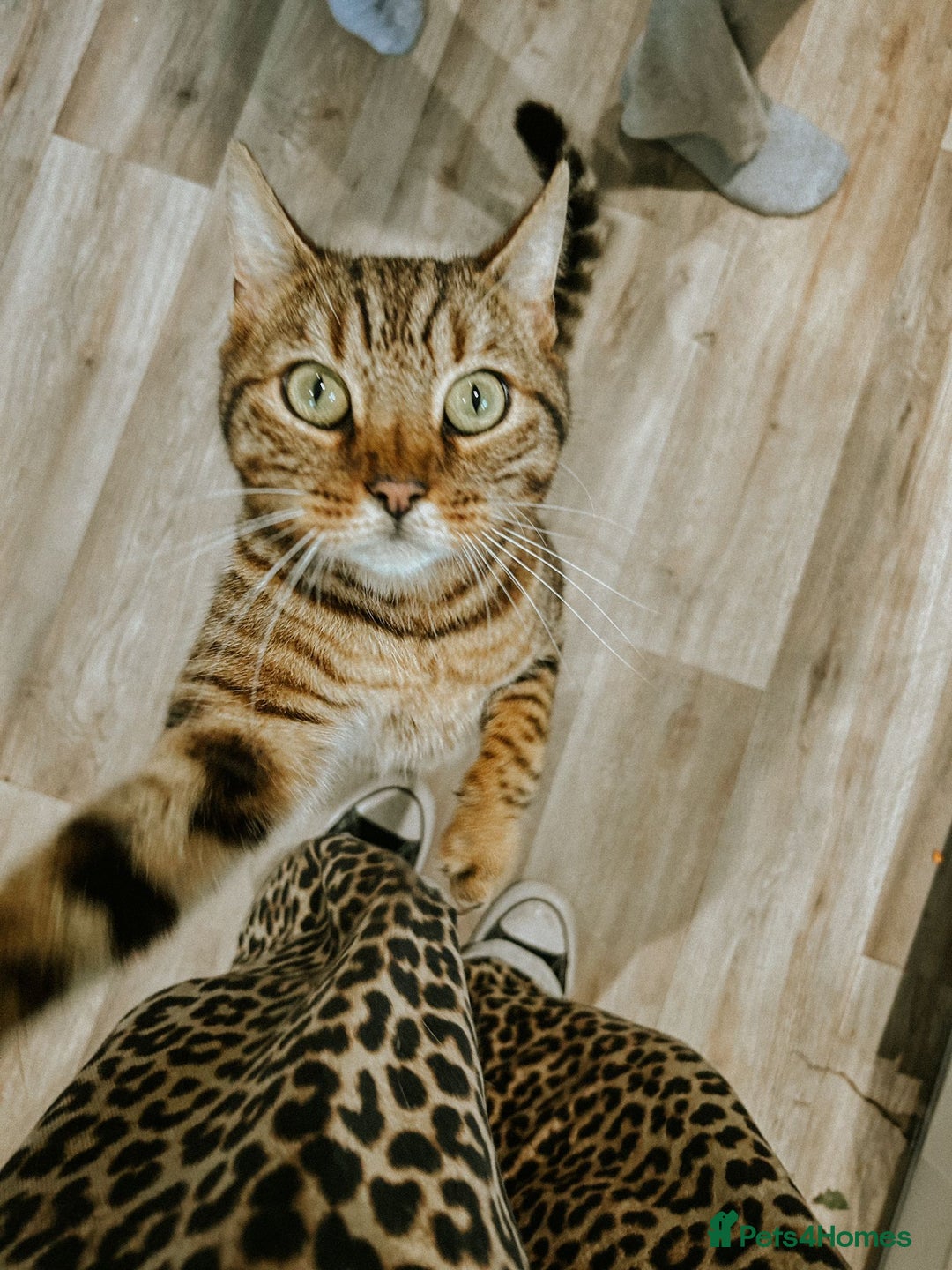 Bengal cats for sale: Bengal  - Image 7