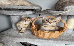 Bengal cats for sale: 2 bengal kittens left for sale to loving home - Image 1