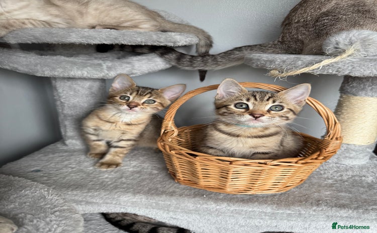 Bengal cats - Advert 1