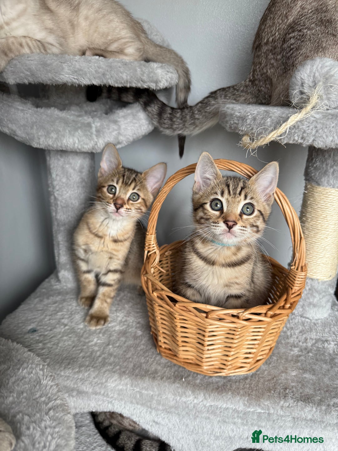 Bengal cats for sale: 2 bengal kittens left for sale to loving home - Image 1
