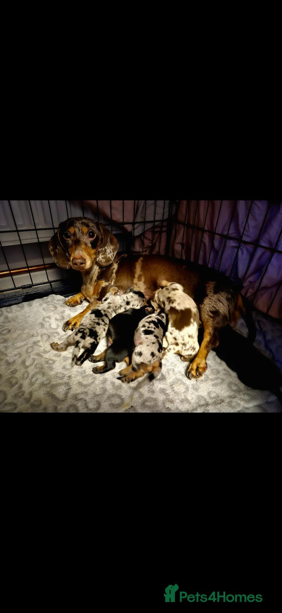 Miniature Dachshund dogs for sale: 🐾KC Miniature Dachshund Puppies Champion Lines🐾 in Telford - Advert 1