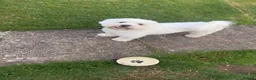 Bichon Frise dogs for sale: 6 Beautiful bichon frise puppies 🐶  in Doncaster - Advert 8