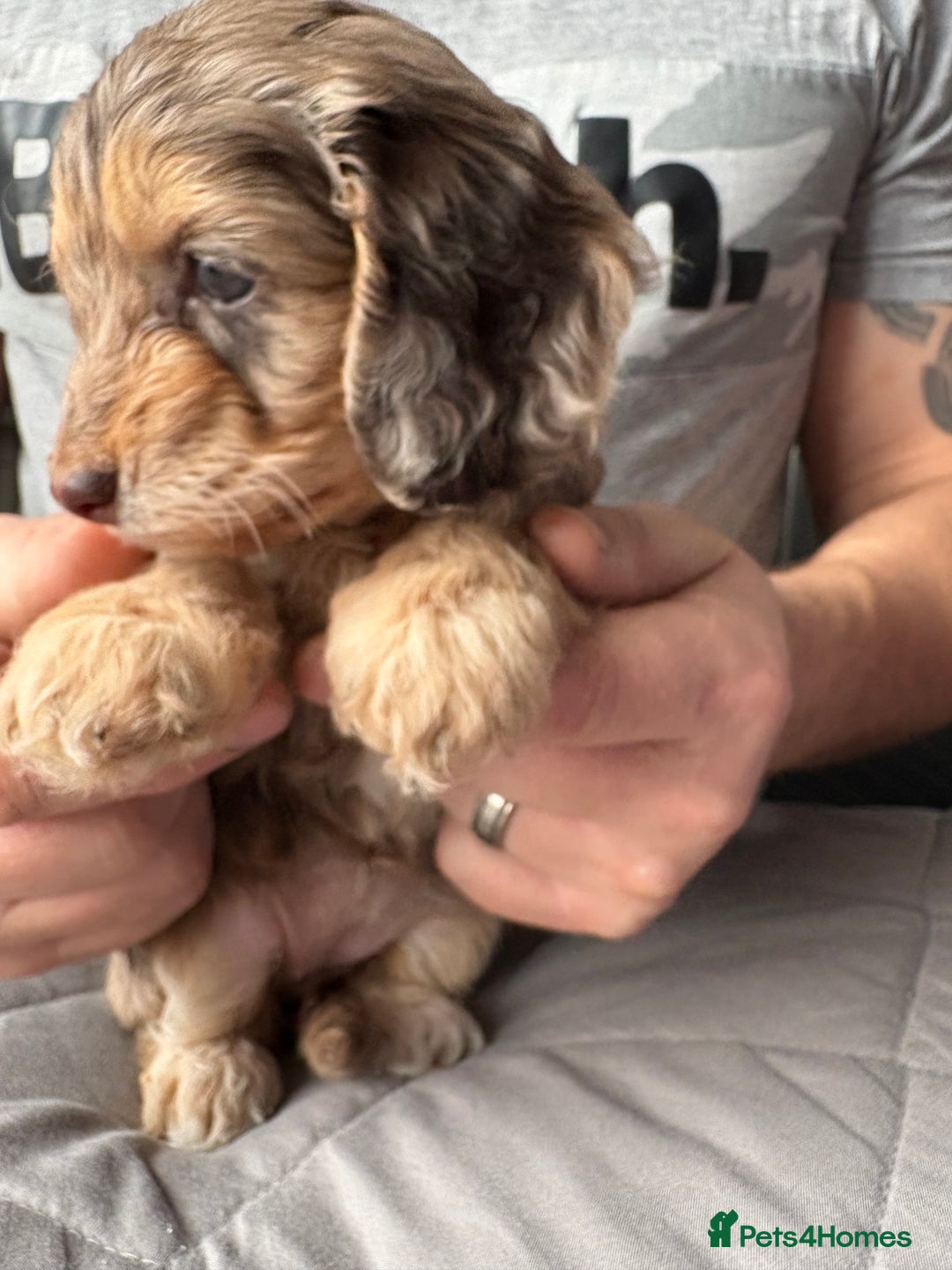 Mixed Breed dogs for sale: Dachshund x King Charles spaniel puppies for sale  - Advert 13