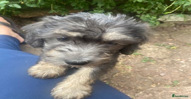 Mixed Breed dogs - Advert 6
