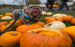 English Bulldog dogs for stud: Lowkey, Pink & Fluffy carrier Proven Stud!  - Image 8