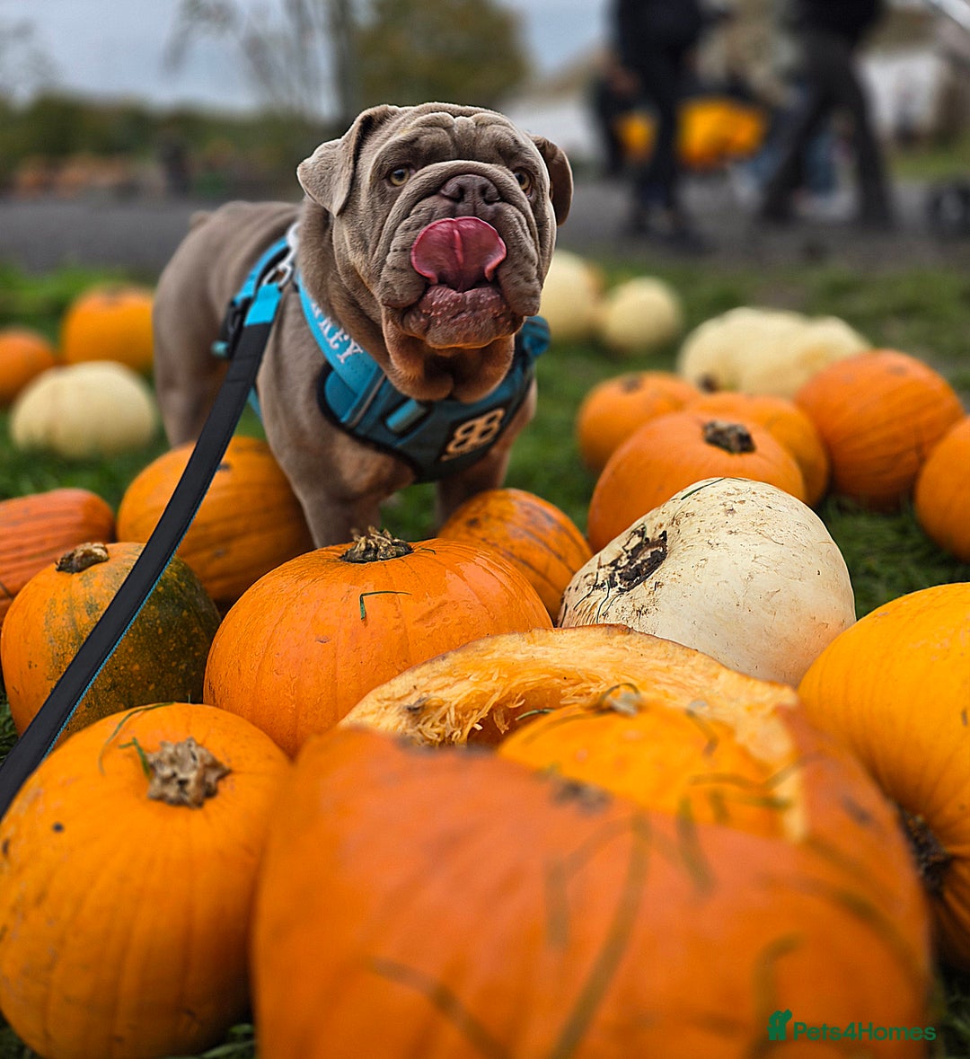 English Bulldog dogs for stud: Lowkey, Pink & Fluffy carrier Proven Stud!  - Image 8