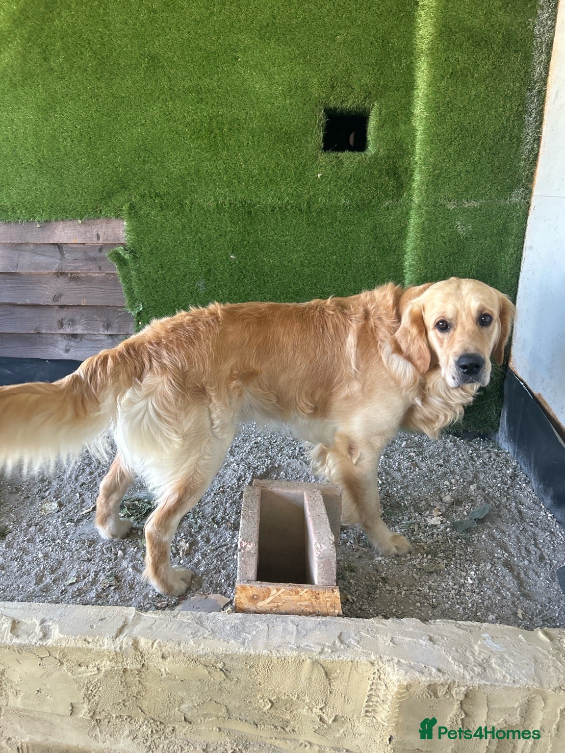 Golden Retriever dogs PROVEN KC GOLDEN RETRIEVER STUD – 6 LITTERS – £550 - Advert 4