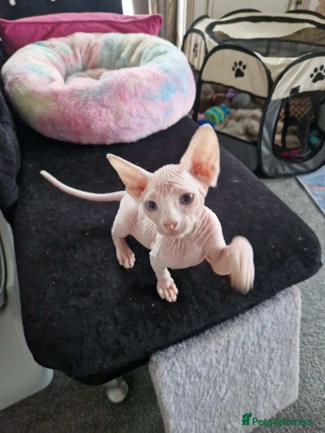 Sphynx cats for sale: Canadian Sphynx kittens - Advert 31