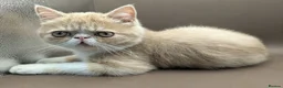 Exotic cats for sale: STUNNING EXOTIC SHORTHAIR MALE  - Advert 5