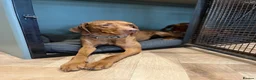 Hungarian Vizsla dogs for sale: Beautiful KC Registered Hungarian Vizsla puppies  in Blackburn - Advert 19