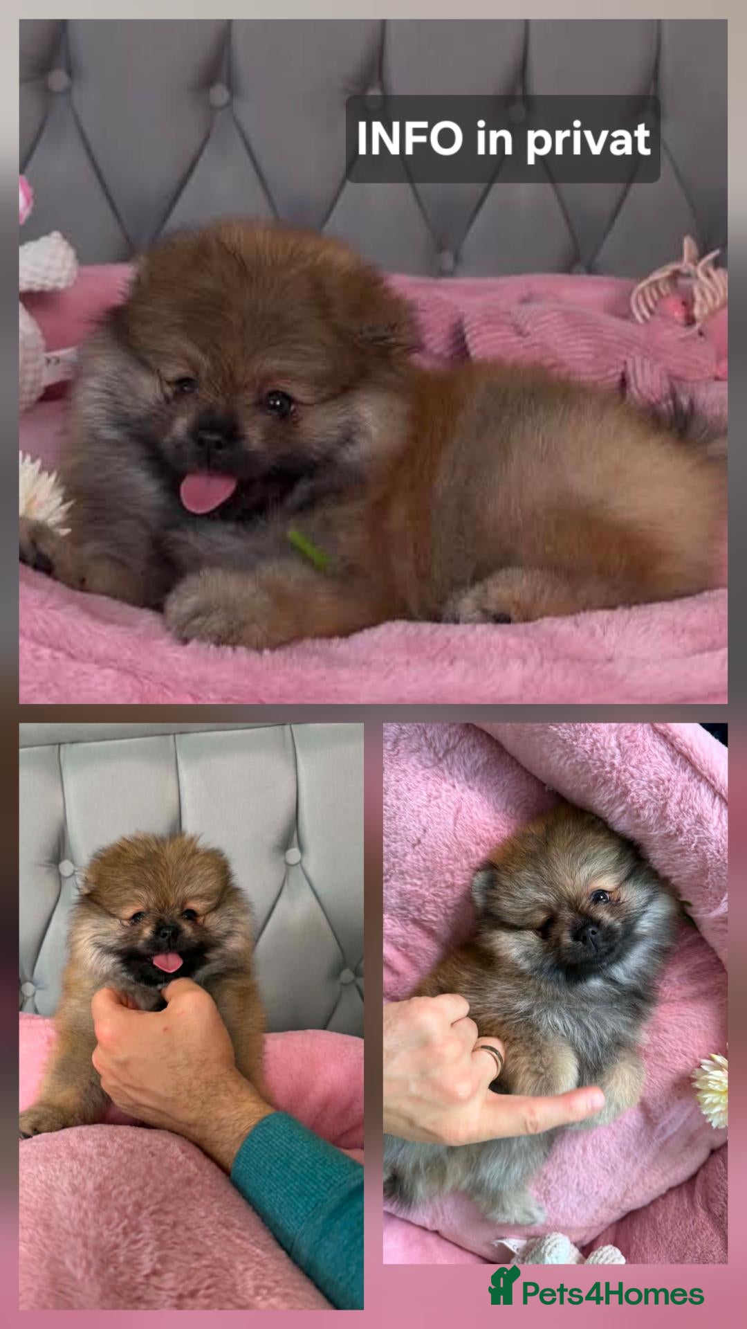 Pomeranian dogs Beautiful Purebred Pomeranian Female 3 Months Old - Advert 16
