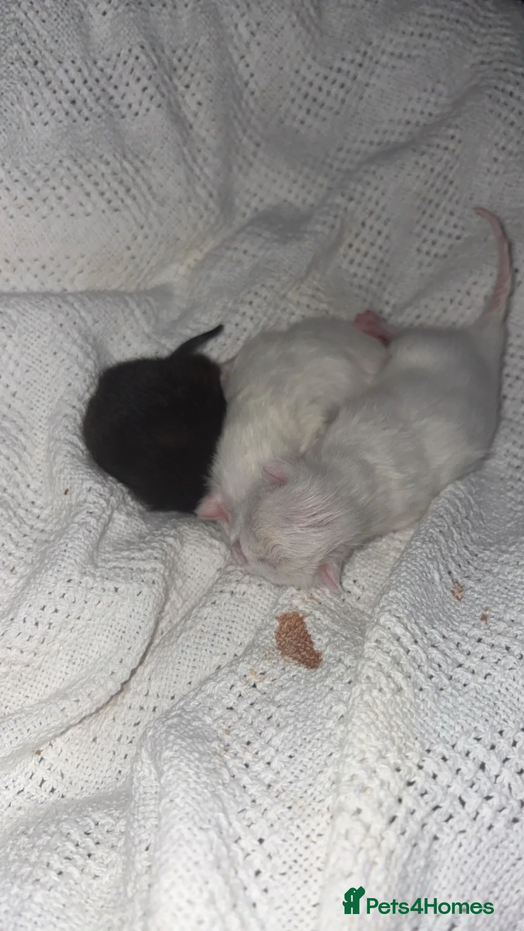 Mixed Breed cats for sale: 2 pure white kittens  - Advert 2