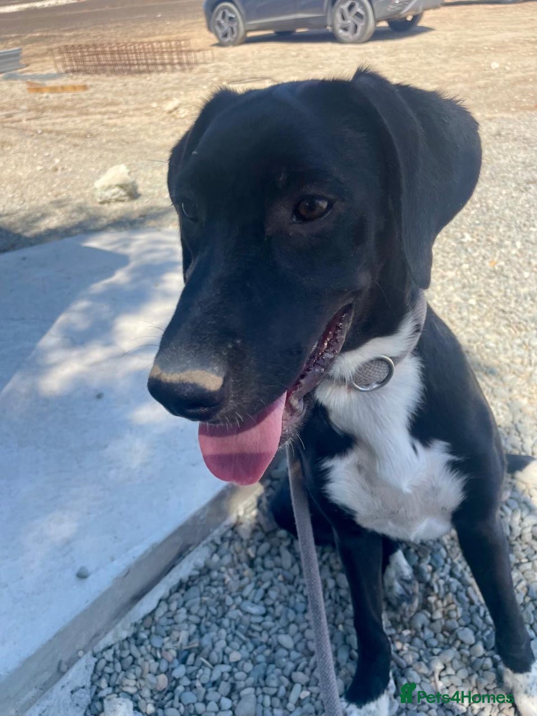 Mixed Breed dogs for adoption: Lovely lily is ready for her forever home - Advert 8