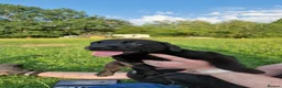 Labrador Retriever dogs for sale: 5 beautiful labrador pups looking forever homes  - Advert 11