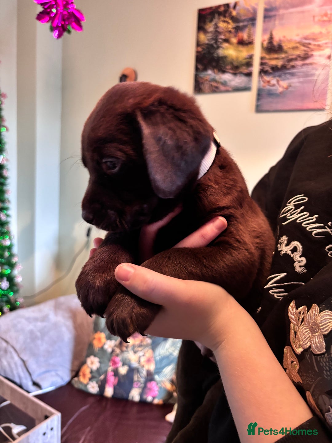 Labrador Retriever dogs for sale: Chocolate and Black Labrador Puppies - Advert 28