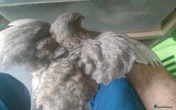 Quail poultry for sale: Mixed Japanese Courtnix Quails - Image 15
