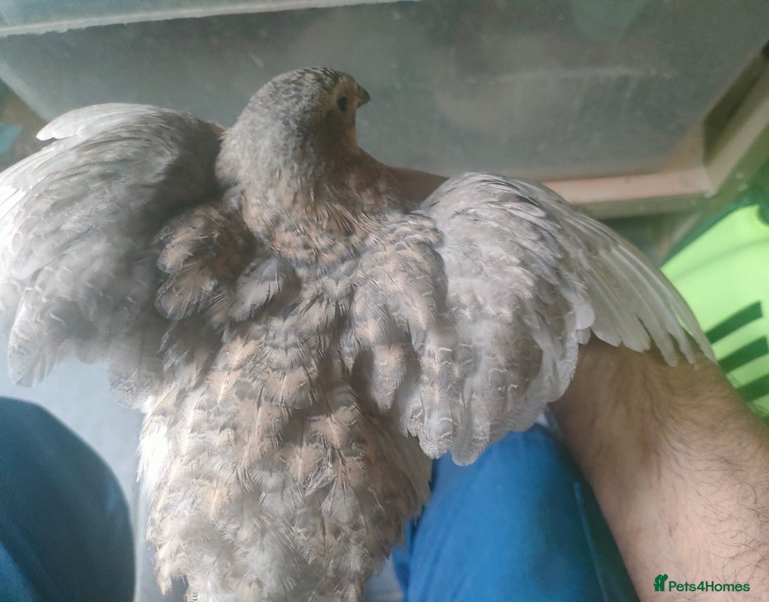 Quail poultry for sale: Mixed Japanese Courtnix Quails - Image 15