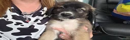 Mixed Breed dogs for sale: Caucasian shepherd cross puppies - Advert 2