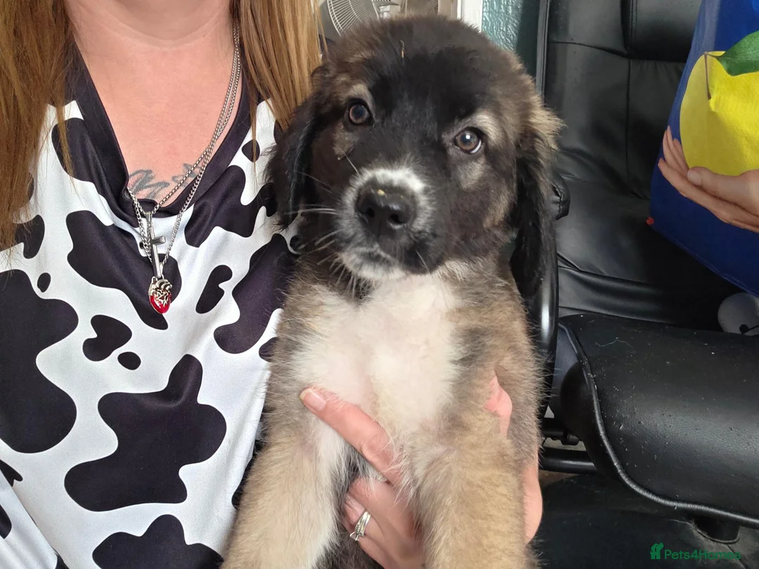 Mixed Breed dogs for sale: Caucasian shepherd cross puppies - Advert 2