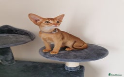 Abyssinian cats for sale: Available NOW 🤩Abyssinian kittens 😍 in Lincoln - Image 15