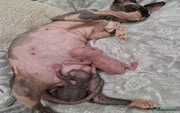 Sphynx cats for sale: Two sphynx kittens  - Image 5