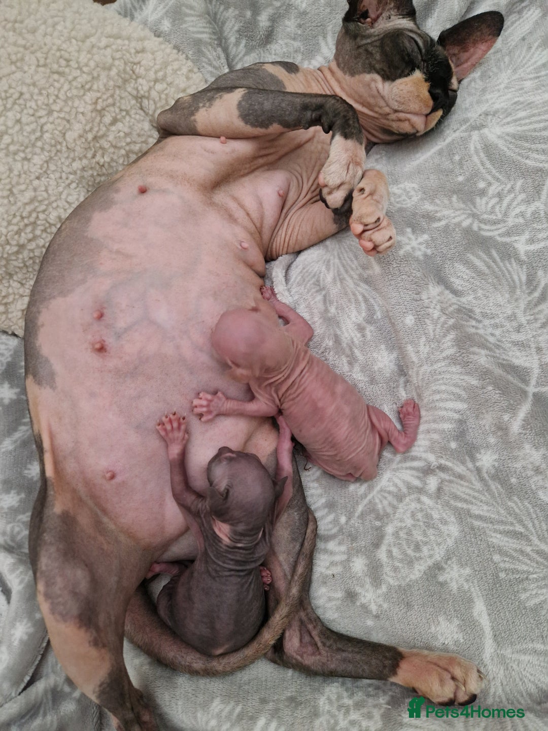 Sphynx cats for sale: Two sphynx kittens  - Image 5