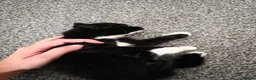 Mixed Breed cats for sale: Beautiful Kittens Looking for Loving Homes - Advert 7