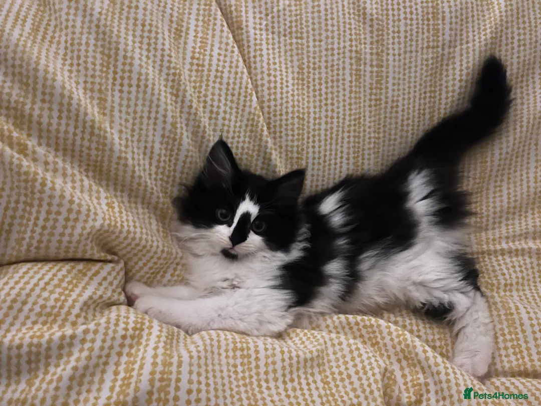 Mixed Breed cats for sale: Male Maine coon cross - Advert 1
