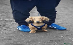 Miniature Dachshund dogs for stud: For Stud Long Haired minature Black and Tan male  in Pontefract - Advert 10