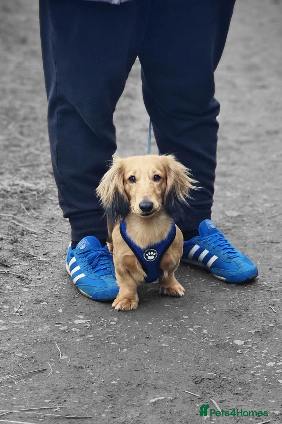 Miniature Dachshund dogs for stud: For Stud Long Haired minature Black and Tan male  in Pontefract - Advert 10