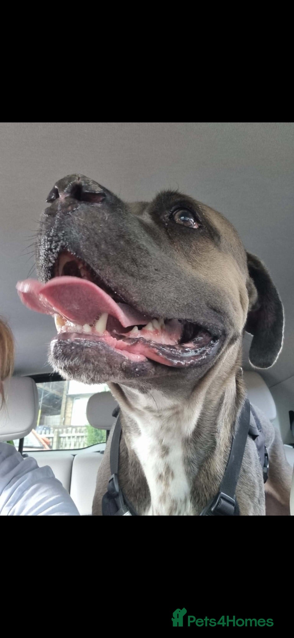 Cane Corso dogs 2 yr old cane corso  - Advert 1
