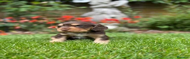 Cocker Spaniel Puppy 1