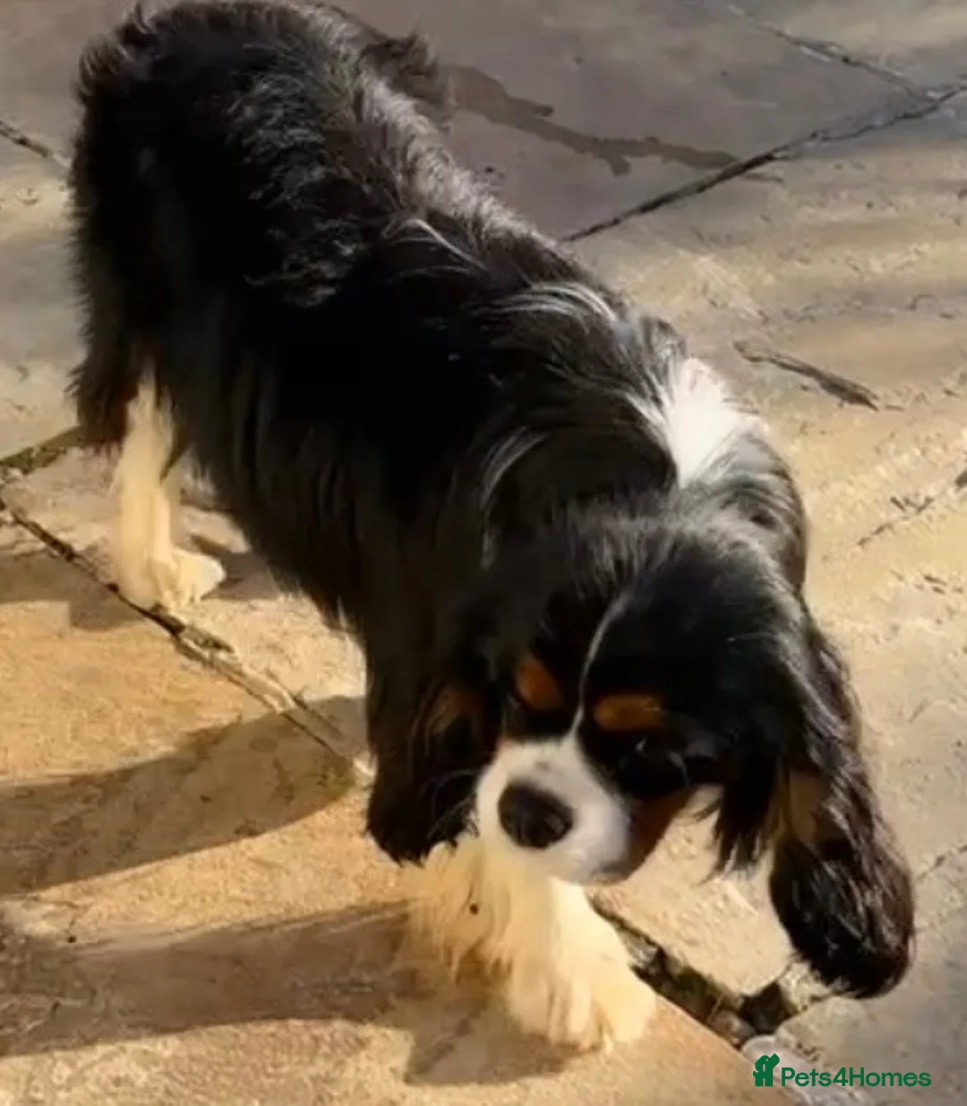 Cavalier King Charles Spaniel dogs for stud: our Handsome Kc Registered Stud boy  - Advert 1