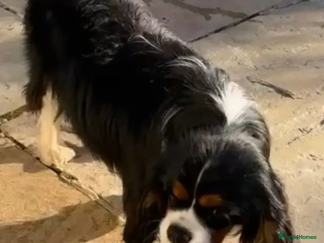 Cavalier King Charles Spaniel dogs our Handsome Kc Registered Stud boy - Advert 12