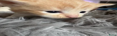 Mixed Breed 5