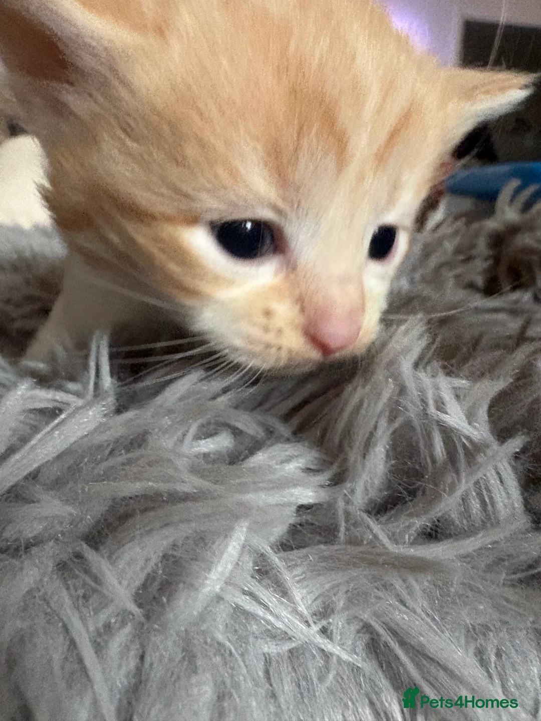 Mixed Breed cats for sale: 4 boys 1 girl - Advert 2