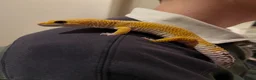 Leopard Gecko reptiles for sale: 8 year old leopard gecko + full set up  in Esher - Advert 6