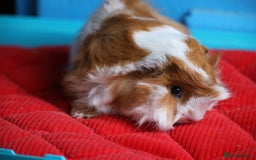 Guinea Pig rodents for sale: 2 Peruvian Baby Boars - Image 1